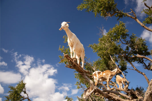 THE STORY OF ARGAN OIL